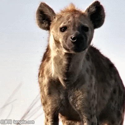 草原上一只肮脏的斑鬣狗gif动态图片gif动态gif搞笑图片