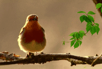 有一次上生物课老师讲植物，二货同桌问我：你知道最高级的植物是gif动态gif搞笑图片