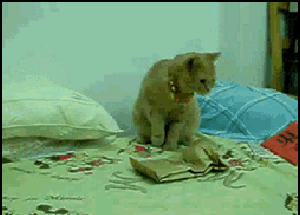 这么晚还睡不着的人就别睡了，反正明天你也起不来gif动态gif搞笑图片