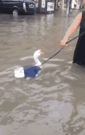 经过十年不断的努力和奋斗，我终于从一个懵懂无知的少年变成了一gif动态gif搞笑图片