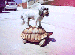 交通工具有点慢，别介意哈。。。gif动态gif搞笑图片