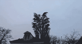 你们说说  这树上有多少只鸟？gif动态gif搞笑图片