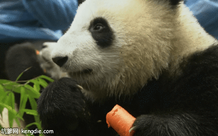 iPanda熊猫吃胡萝卜gif动态图片gif动态gif搞笑图片