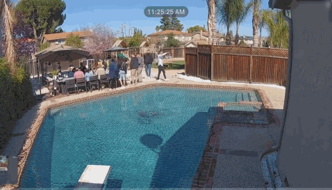 会轻功水上漂的狗狗gif动态gif搞笑图片