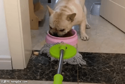 小狗狗生气咬拖把gif动态图片gif动态gif搞笑图片