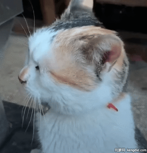 做坏事逃跑的可爱猫咪gifgif动态gif搞笑图片