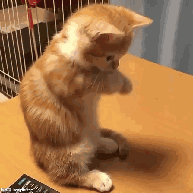 小猫咪祈福作揖搞笑gif动态图片gif动态gif搞笑图片