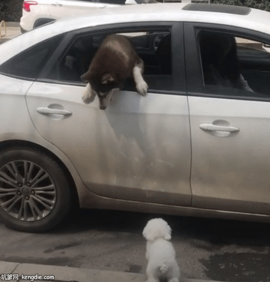 比熊狗跃跃欲试跳车窗gif动态图片gif动态gif搞笑图片