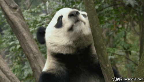 大熊猫喜兰啃树枝gif动态图片gif动态gif搞笑图片