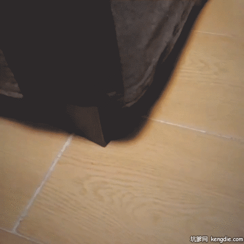 曼基康猫从柜子底下钻出来gif动态图片gif动态gif搞笑图片