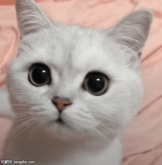 苏格兰折耳猫黑黑的大眼睛gif动态图片gif动态gif搞笑图片