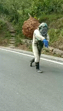 这是直接把蜜蜂的老窝给刨了吧GIF动图gif动态gif搞笑图片