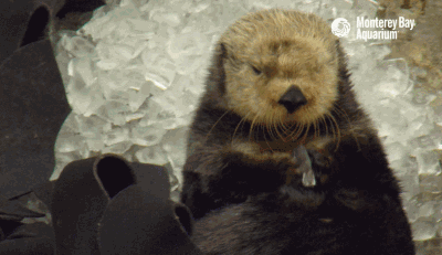 当一只拥有迷之眼神的海獭吃了一块冰gif动态gif搞笑图片