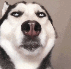 死亡凝视gif动态gif搞笑图片