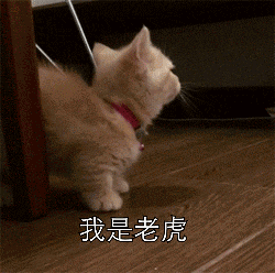 猫咪gif趣味表情包gif动态gif搞笑图片