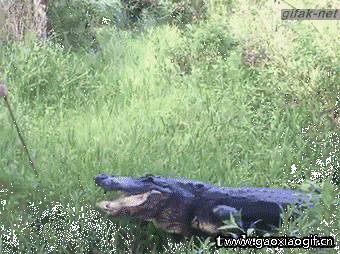 鳄鱼：要不要这么淡定，我可是鳄鱼gif动态gif搞笑图片