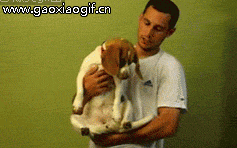 狗子装死还挺像的gif动态gif搞笑图片