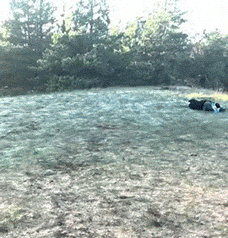 以为是个青铜，谁知是个王者gif动态gif搞笑图片