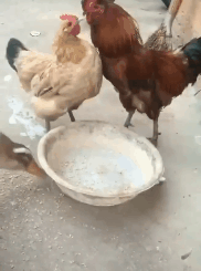 鸭子:你俩先杠着，我先吃了gif动态gif搞笑图片