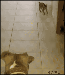 本身是只猫，却非要学狗gif动态gif搞笑图片