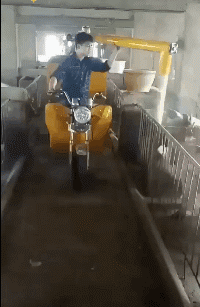 现在猪可是神仙，啥都得用好的吃好的gif动态gif搞笑图片