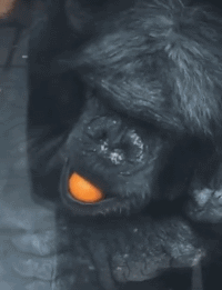 大猩猩动物吃东西搞笑gif动态图gif动态gif搞笑图片