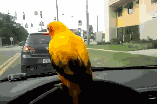 鹦鹉动物搞笑带字表情包gif动图gif动态gif搞笑图片