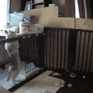 哈士奇二哈动物搞笑gif动图表情包gif动态gif搞笑图片