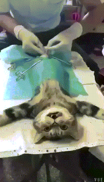 猫动物绝育割蛋蛋搞笑gif动态图gif动态gif搞笑图片