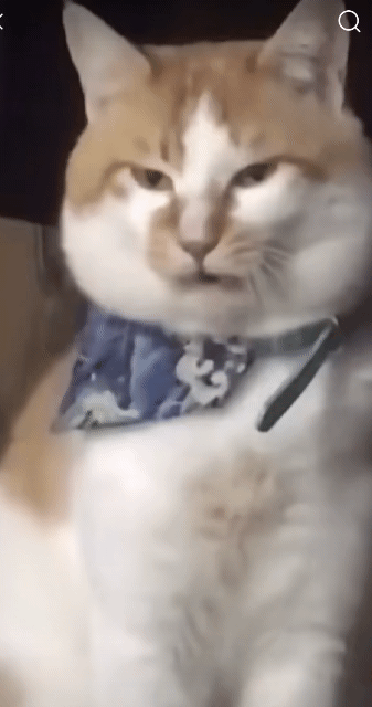 猫动物打哈欠魔性gif动态表情包图gif动态gif搞笑图片