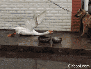 社会大鹅动物打架搞笑gif动态表情包图gif动态gif搞笑图片