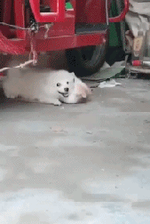 狗猫动物亲热搞笑gif动态图gif动态gif搞笑图片