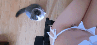 猫狗动物摸美女胸解内衣搞笑gif动图gif动态gif搞笑图片