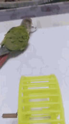 鹦鹉仓鼠动物搞笑动态表情包gif动态gif搞笑图片