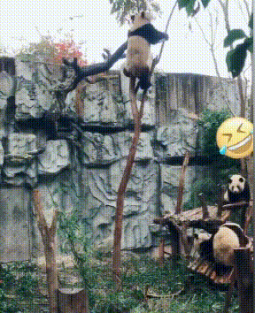 熊猫爬树动物搞笑gif动图gif动态gif搞笑图片