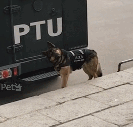 警犬歪转头可爱卖萌gif动态图gif动态gif搞笑图片