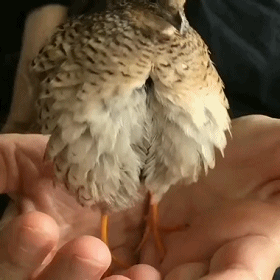 鸟手上生蛋搞笑动态图gif动态gif搞笑图片