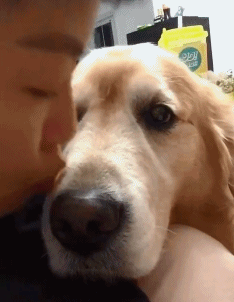 金毛狗动物争宠可爱搞笑动态图gif动态gif搞笑图片