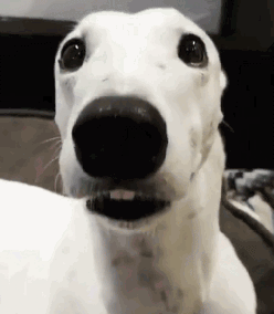 狗门牙兔牙搞笑动物动态图片gif动态gif搞笑图片