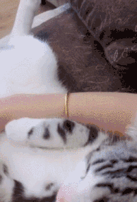 猫妩媚动物卖萌可爱动态图gif动态gif搞笑图片