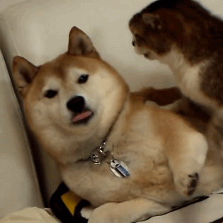 柴犬搞笑卖萌击掌动态表情包图gif动态gif搞笑图片