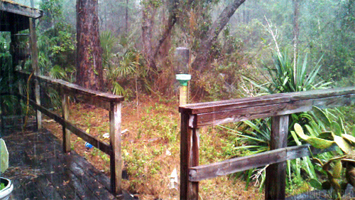 下雨中的院子美景动图gif动态gif搞笑图片