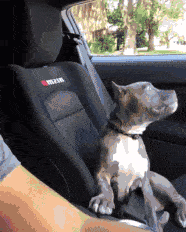 动物坐车的搞笑动图gif动态gif搞笑图片