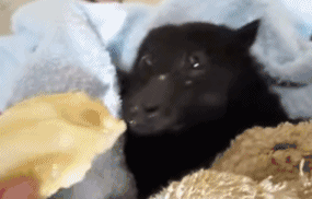 狗躺着吃东西的搞笑图gif动态gif搞笑图片