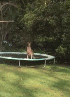 袋鼠翻跟斗摔跤的搞笑动图gif动态gif搞笑图片