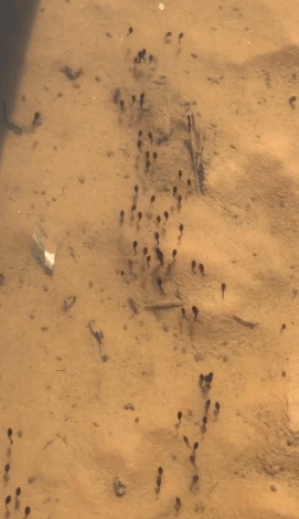 一大群蝌蚪的gif动图gif动态gif搞笑图片