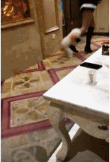 长腿美女被狗抱腿发情的gif图gif动态gif搞笑图片