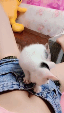 可爱的小猫和美女玩耍的动图gif动态gif搞笑图片