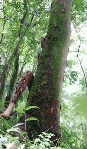 性感豹纹美女gif动图gif动态gif搞笑图片