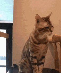 猫咪打哈欠的魔性动态表情包gif动态gif搞笑图片